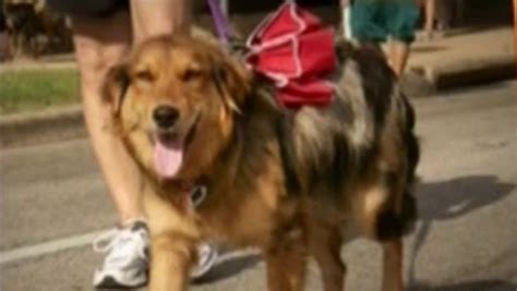 Animal Welfare in Lane County .